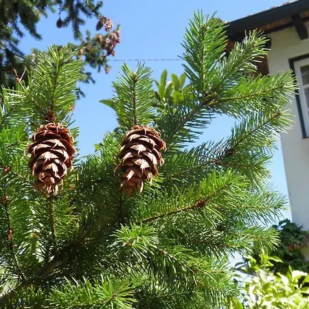 Atlantic Nest Poiares Vila Nova de Poiares