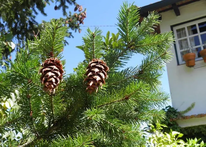 Atlantic Nest Poiares Vila Nova de Poiares